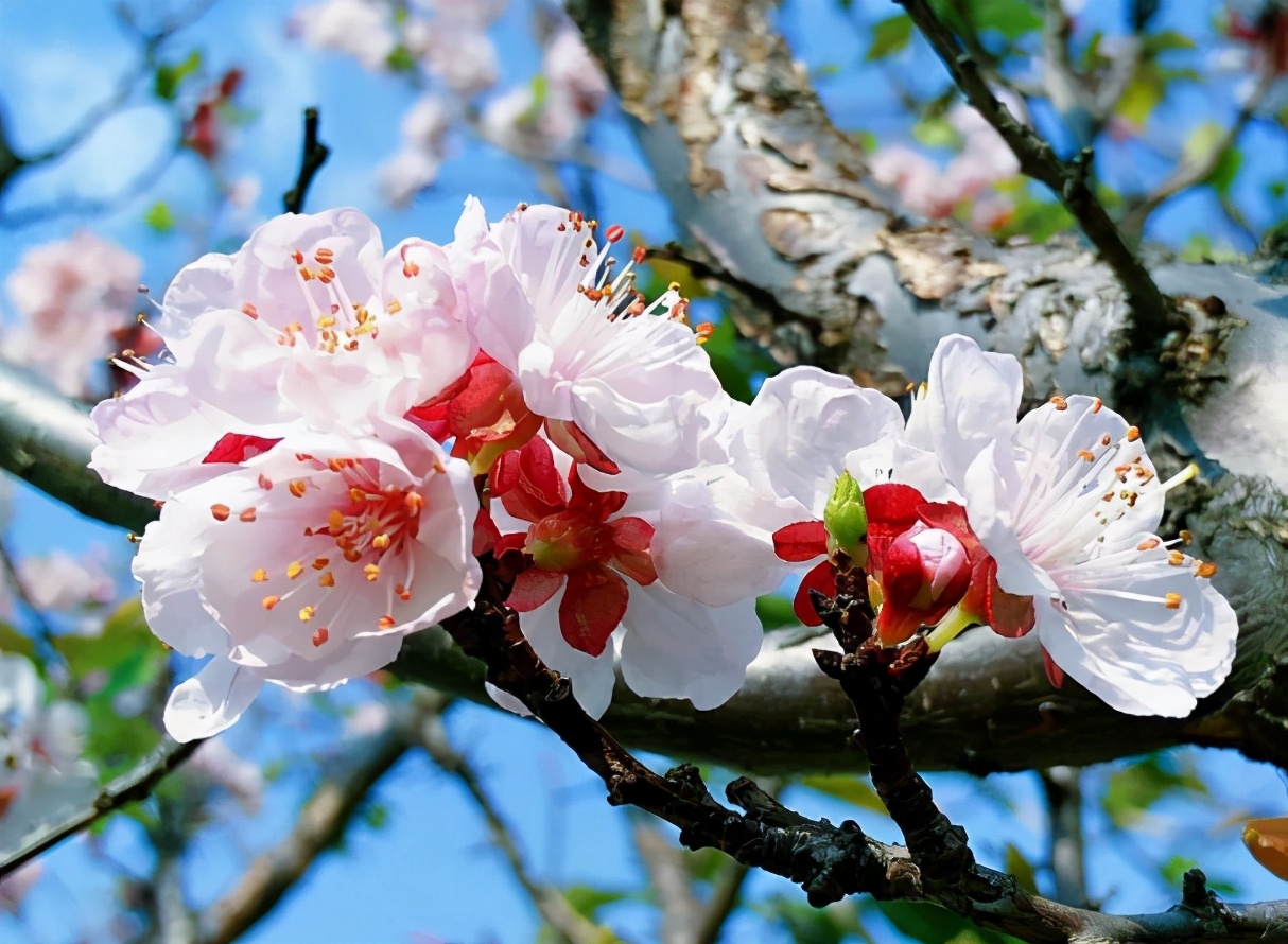 严从怀 | ​远溢清香花色美 宜人风采醉郎君-第3张图片-诗句网