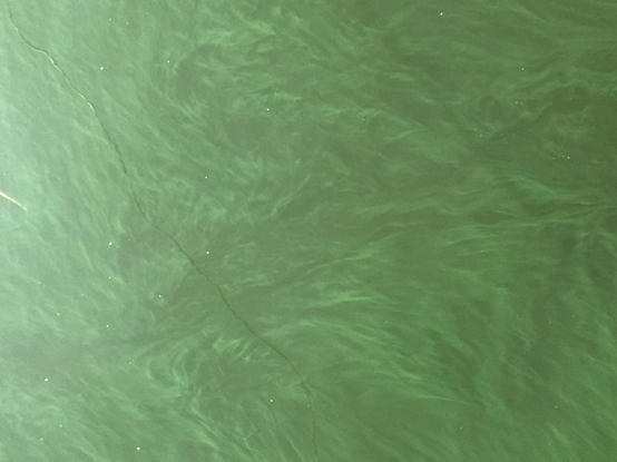 池塘养殖水相蓝藻类