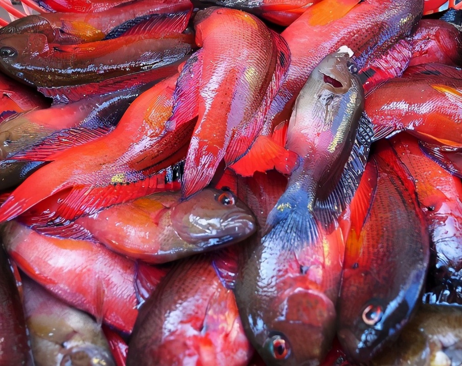 图片[4]-春天买鱼技巧 3种“最坑”的鱼要避开商贩从来不吃-起舞食谱网