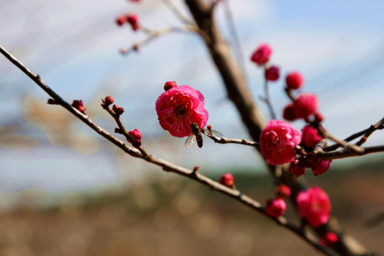 福建省上杭县：梅花开 暗香来