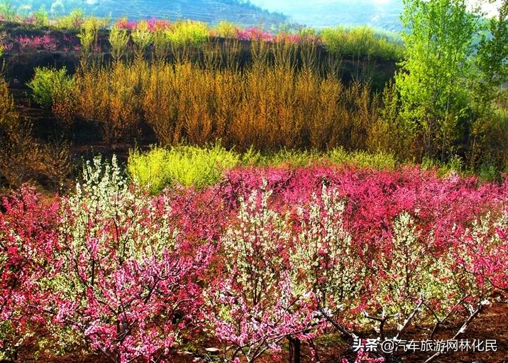 万亩桃花含苞待放，岱崮地貌等你来约