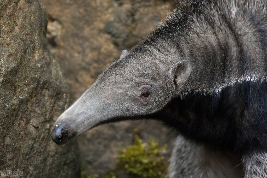 紅火蟻入侵中國12個省，它是從哪兒來的？紅火蟻真的勢不可擋嗎？