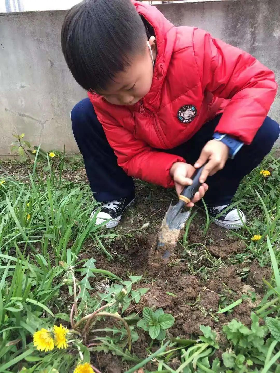 ��֮��.ֲ�̻���--�����еھ�Сѧֲ���ڻ��Ӱ