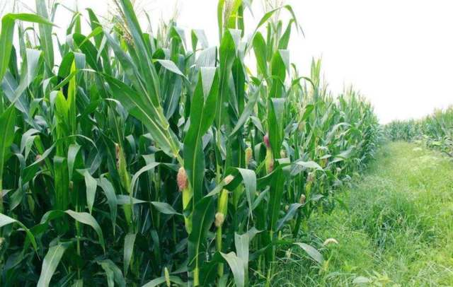 因意外发现女友沦为卖淫女，男子怒杀14名卖淫女！被抓时已结婚生子生活幸福