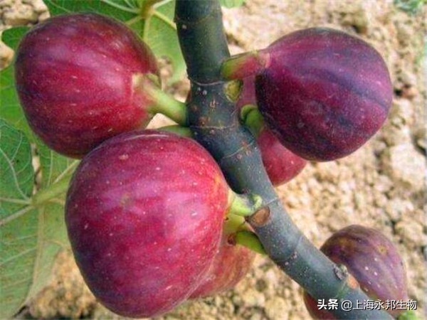 无花果好养活？记住这个方法，一月枝杆变新株