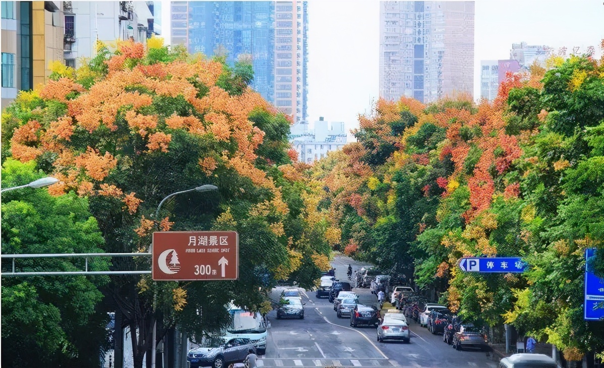 被称为“国庆树”的栾树，本年价钱怎样样？将来走势会若何？