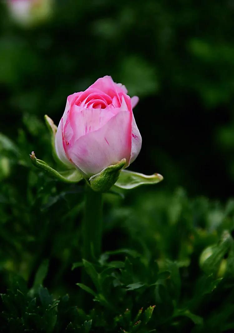 花毛莨及常见品种介绍 附图 李彬文 Mdeditor