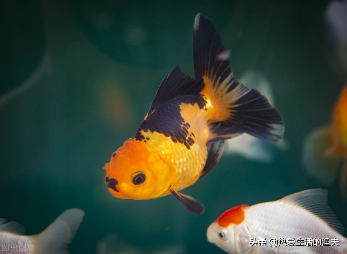 養金魚與養水 相輔相成 水好金魚就好 水能載魚 亦能覆魚 熱愛生活的漁夫 Mdeditor