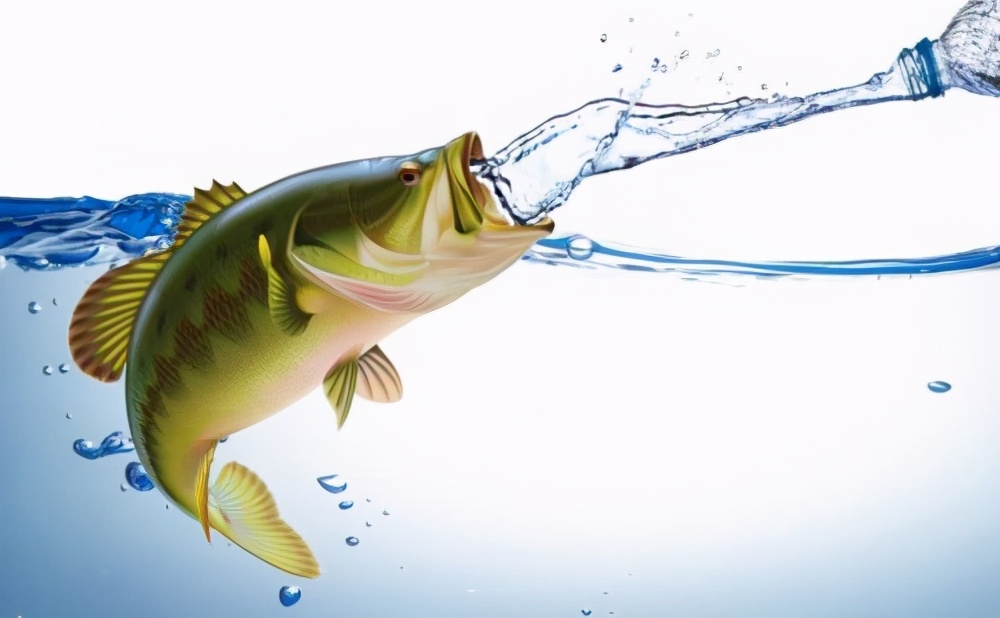 鱼的健康从鱼的呼吸开始！可通过鱼呼吸这个角度来分析和调节水质