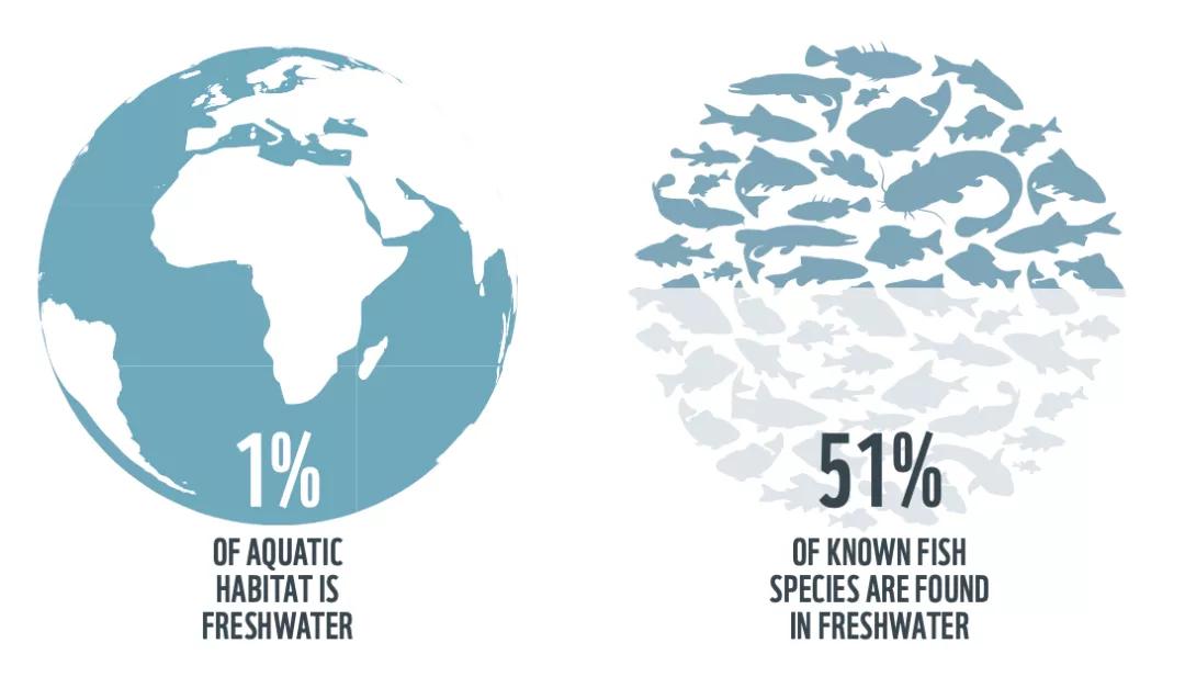 最新报告：全球近三分之一的淡水鱼类正面临灭绝的威胁
