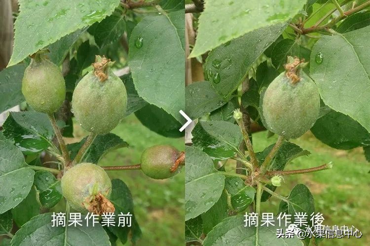 日本苹果为什么种的好？走进日本苹果第一大县“青森县”
