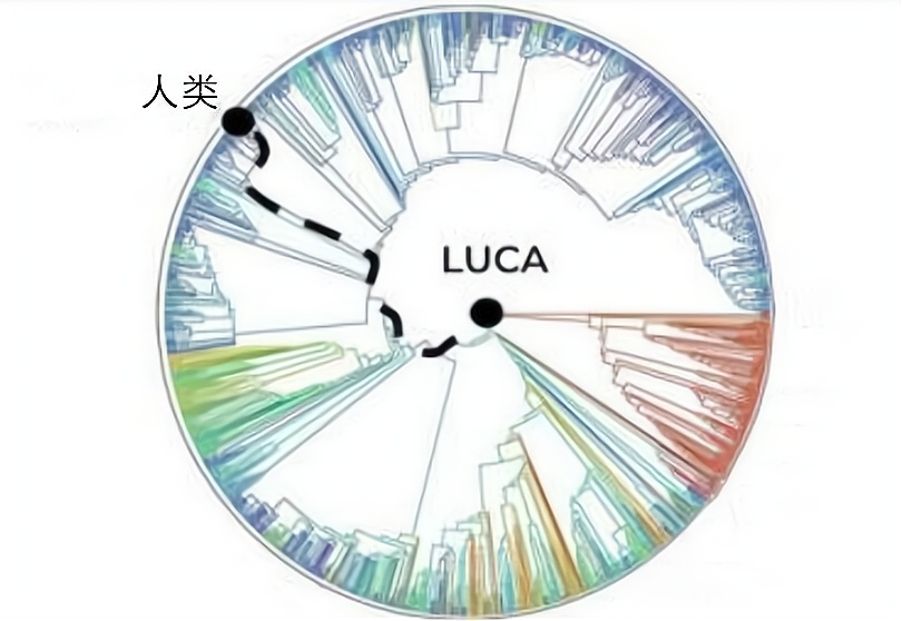 再过5000年，人类可能会进化成这3种生命形态，你期待哪一种呢？