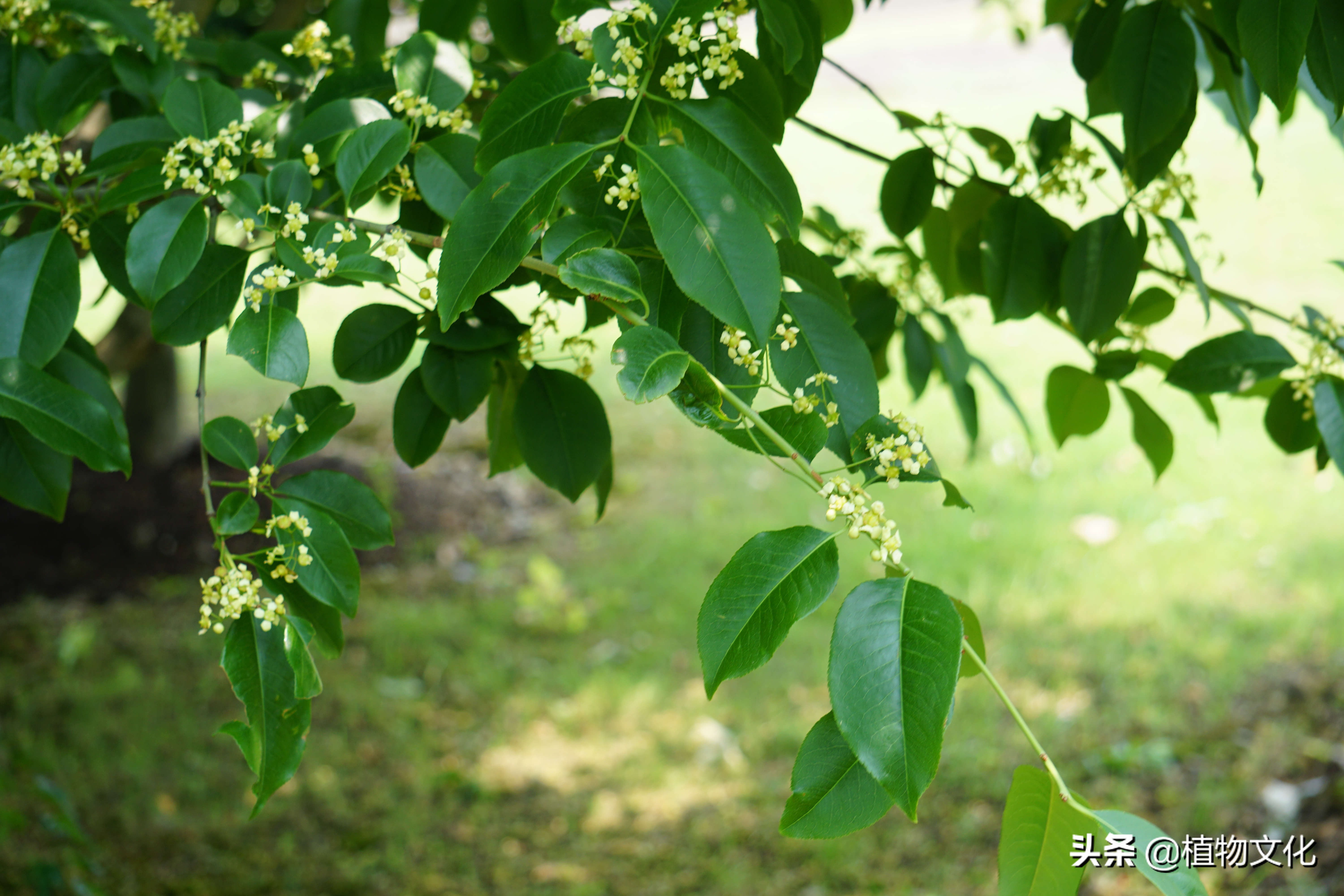 植物图鉴:肉花卫矛