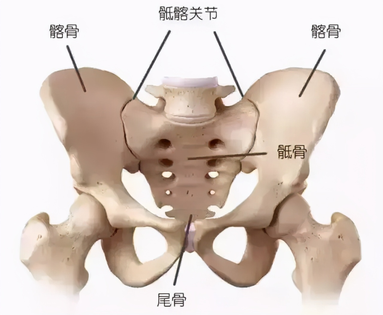 產後一定要骨盆修復嗎?你的骨盆在