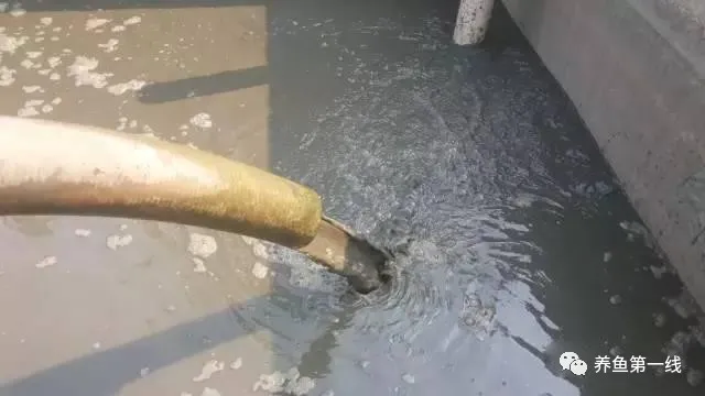 池塘底排污:排除废水,改良底质,净化水体,水好鱼才好