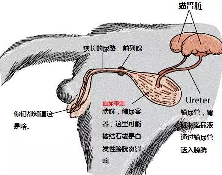 「維諾拉」不要等貓痛苦離世，你才知道尿結石的可怕