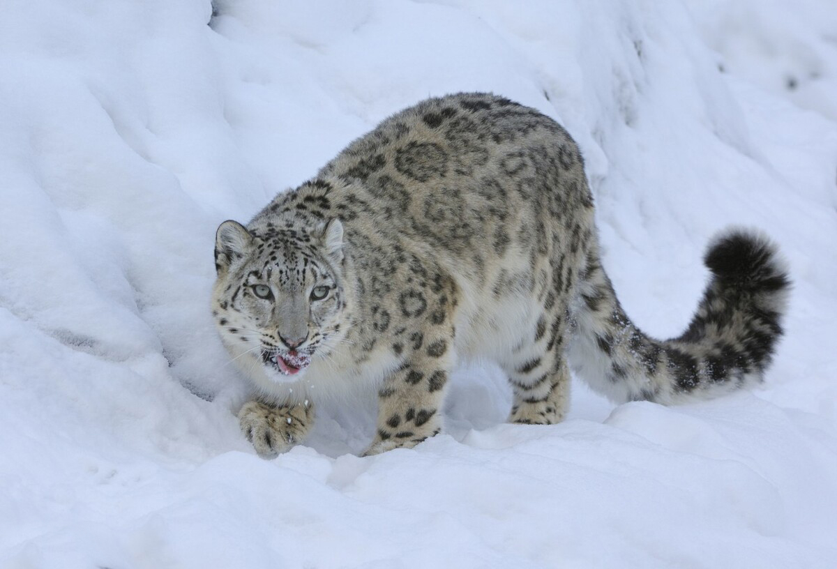 雪山隐者雪豹 一跃15米 能捕牛 会做毛毡垫 为何濒临灭绝了 一寸虫奇闻 Mdeditor