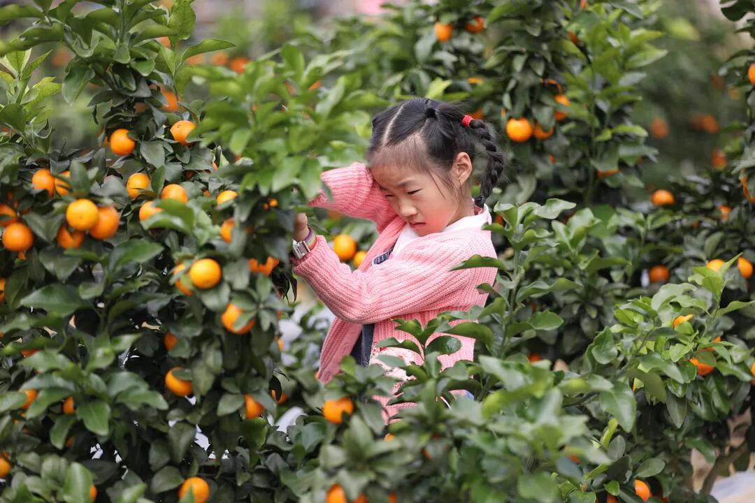 湘潭金都现代农业园柑橘熟了（组图）