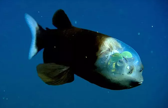 什么？深海区最奇怪的鱼，脑袋透明，初次见面不知道眼睛在哪