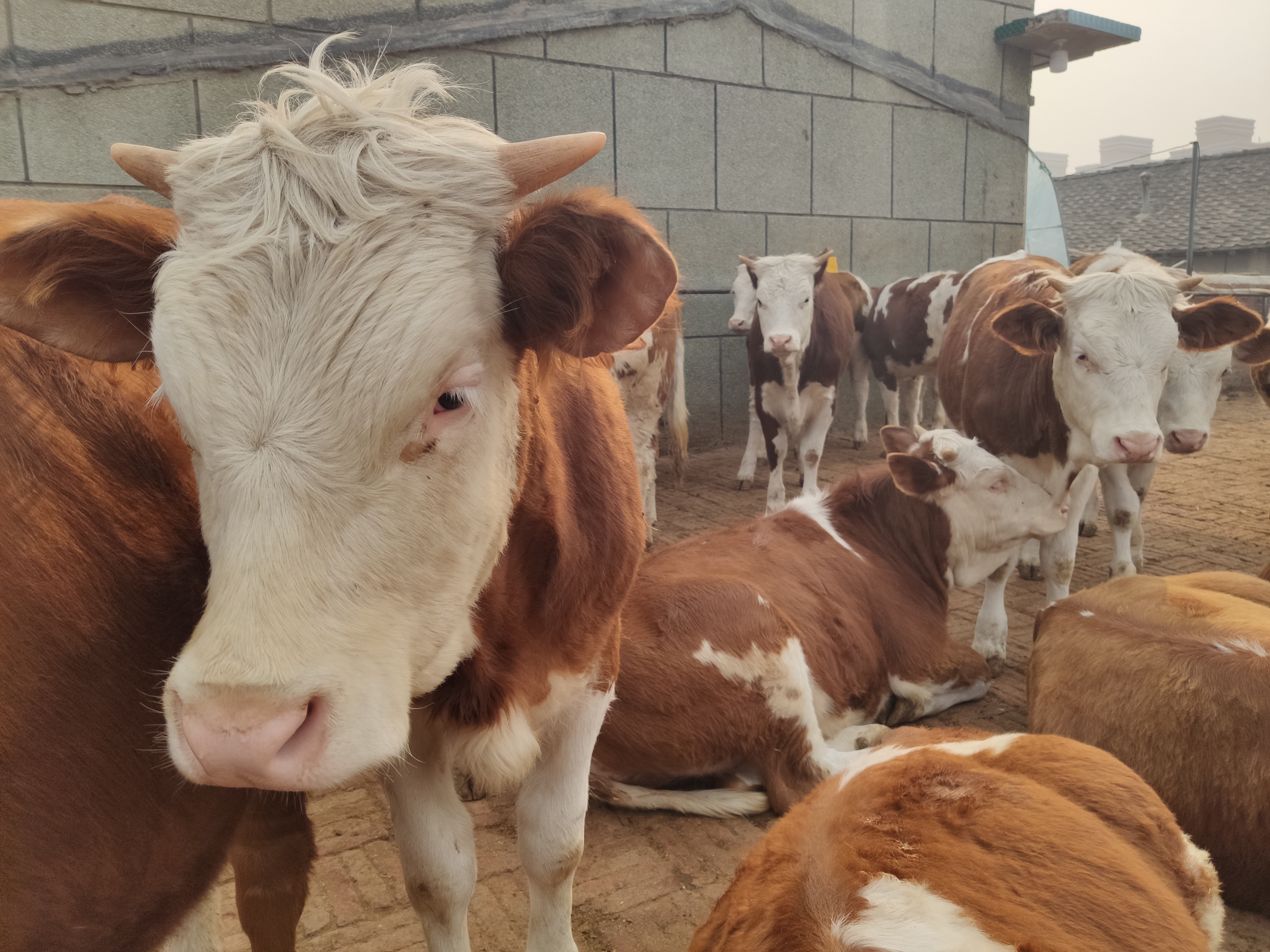 今年牛价会崩盘，还是会继续上涨？