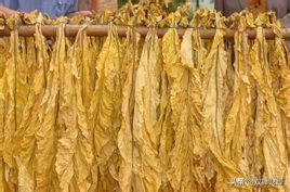 中国烟草一天纳税33亿元，为何在世界500强企业中