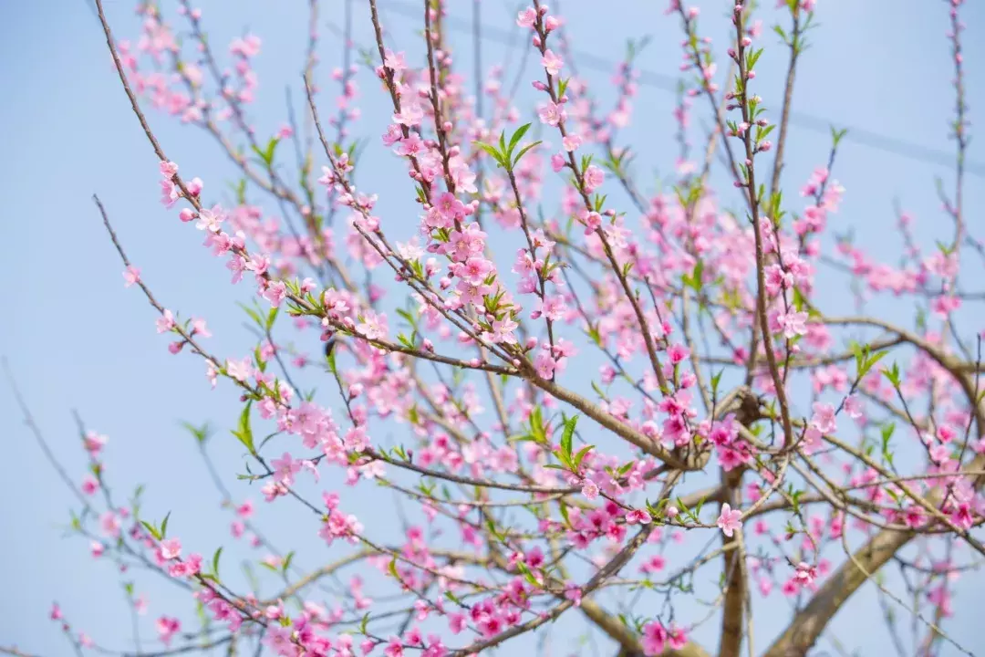 春季郊野，万木吐翠，芳草茵茵，藏在诗词里的春意-第7张图片-诗句网