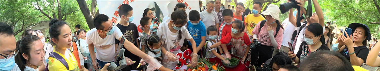 年纪最大的熊猫在哪里？重庆动物园的“新星”，迎来38岁生日