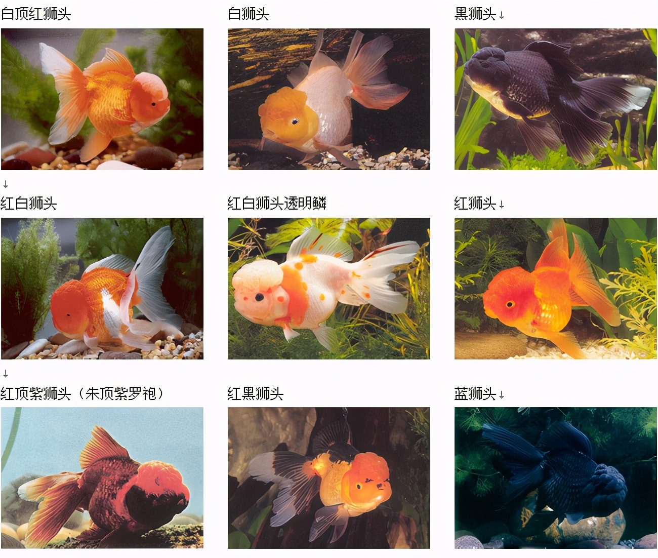 中国观赏鱼,到美国胖得像"猪":惊现巨型金鱼,耐高温,无天敌