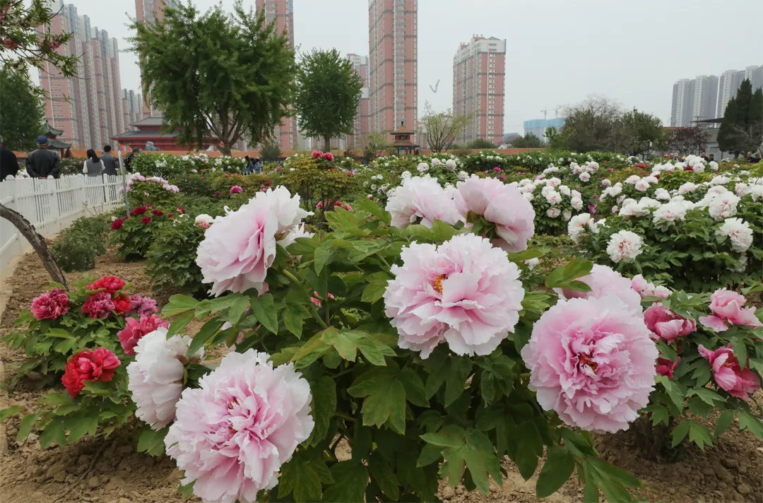 菏泽牡丹迎来最佳观赏期,给你美艳暴击