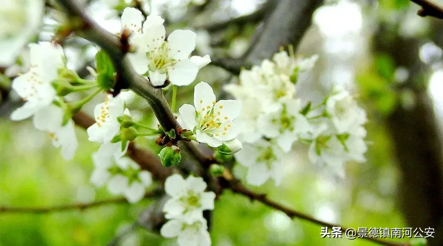 柳絮池塘淡淡风全诗（无题油壁香车不再逢古诗词赏析） 第1张