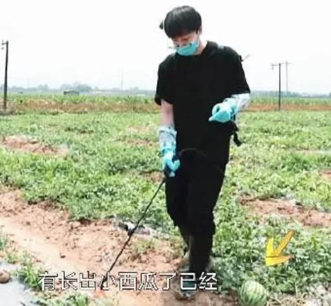 彭昱畅和何炅给西瓜苗浇水，谁注意他脚下的西