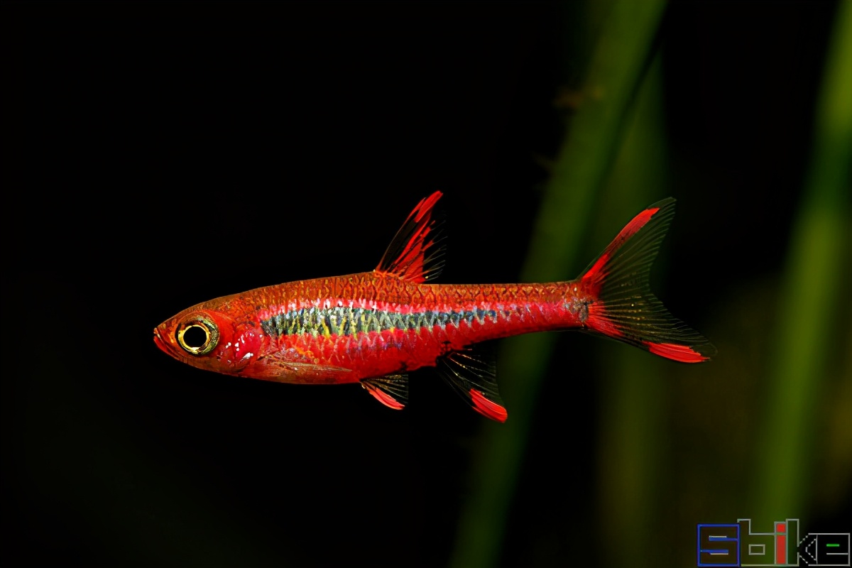 Sbike動植物百科：適合微缸飼養(yǎng)的十大美麗微型淡水觀賞魚