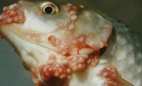 难以杀灭的孢子虫药物很难渗透进孢囊内造成杀虫困难