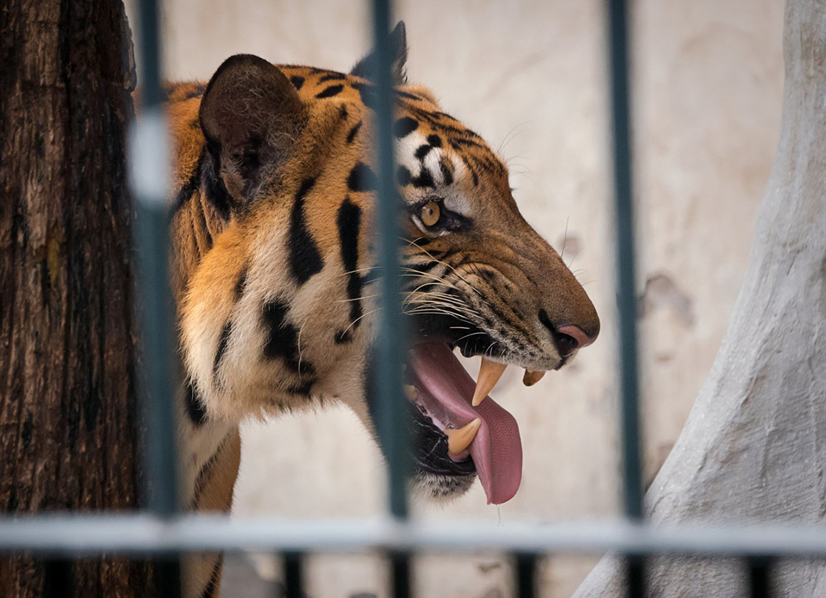上百隻虎圍住村莊3天，將牲畜洗劫一空，百虎圍村的故事能信嗎？