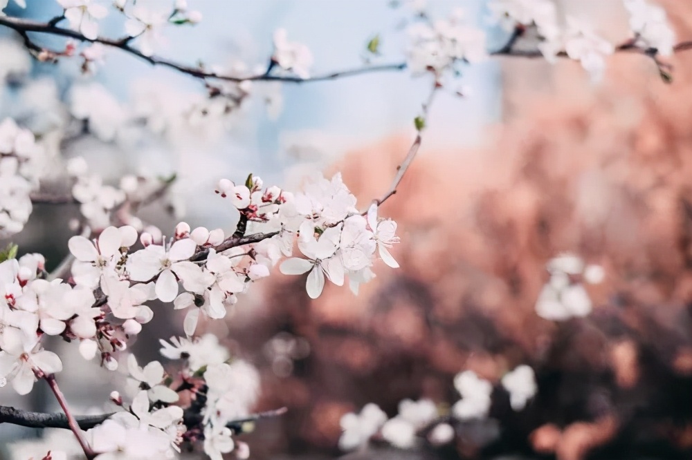 桃花诗词，桃之夭夭，惊艳整个春天-第10张图片-诗句网