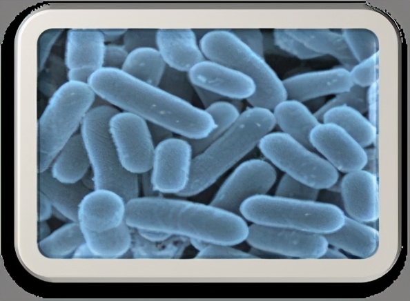 反硝化细菌产品的选择