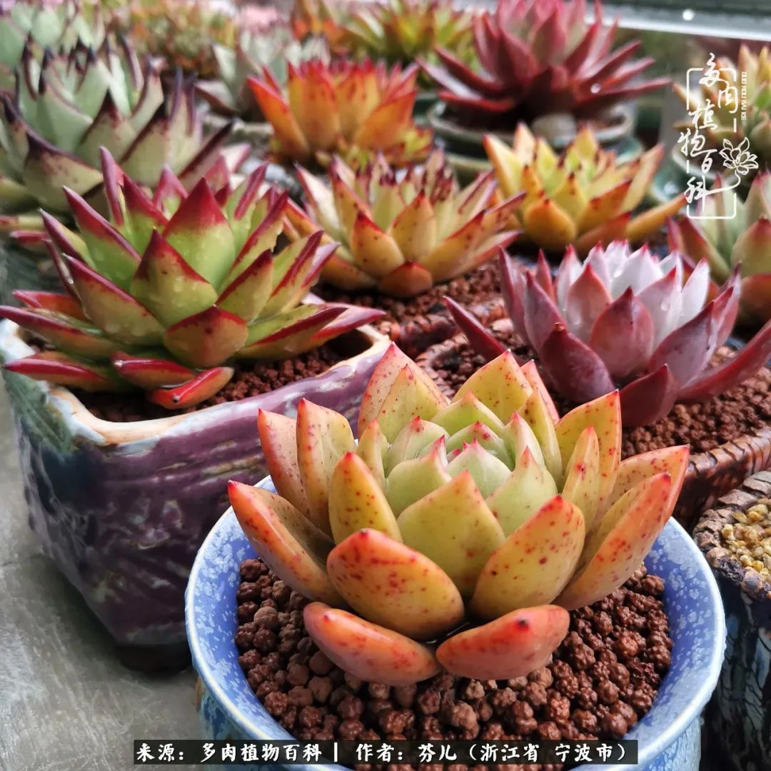 春涌江南庭中绿 风梳多肉一轮苏 多肉植物百科 Mdeditor