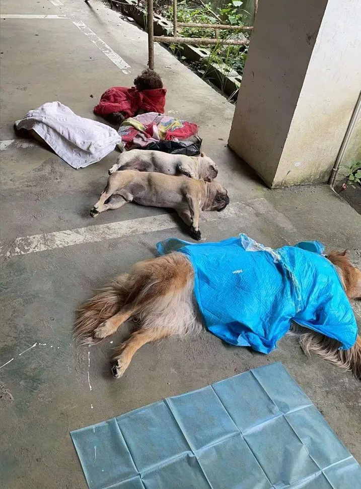 贵州小区多只狗狗被毒死，这是什么毒药？有多毒？曾有人用来杀人