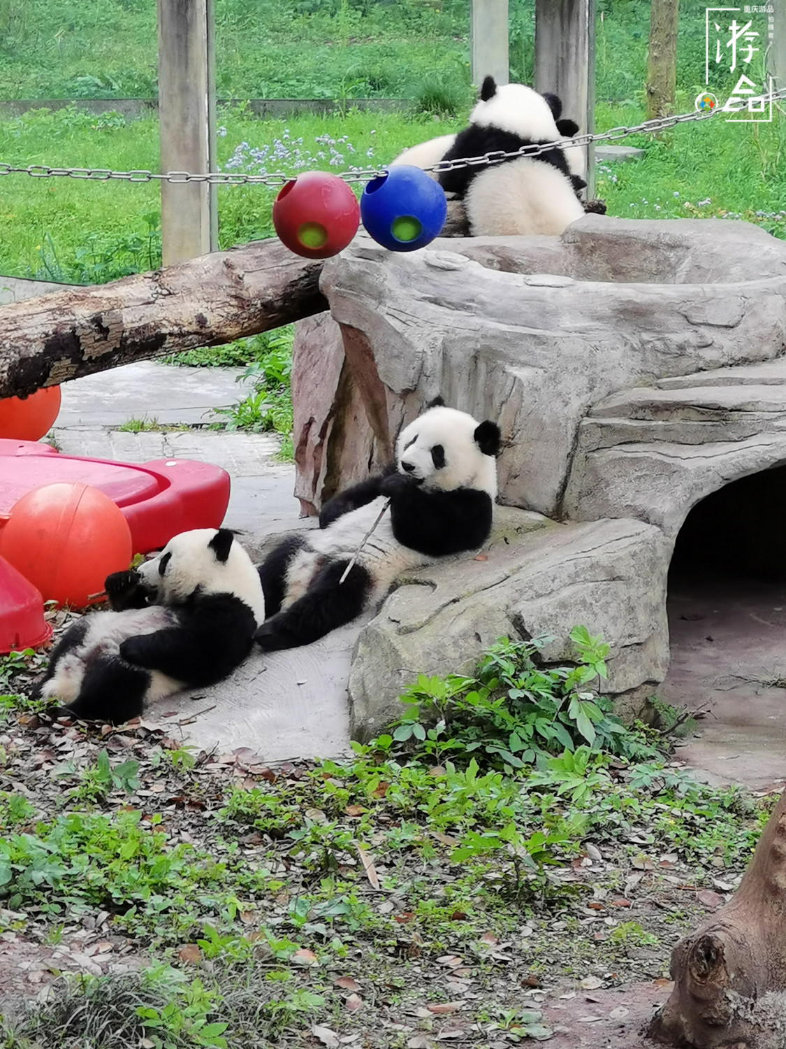 重庆就有大熊猫为何还要去成都看？数量更多规模更大，可爱爆表