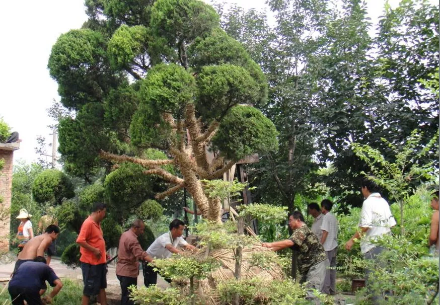 园林植物栽植养护十八问（实用技术要点）