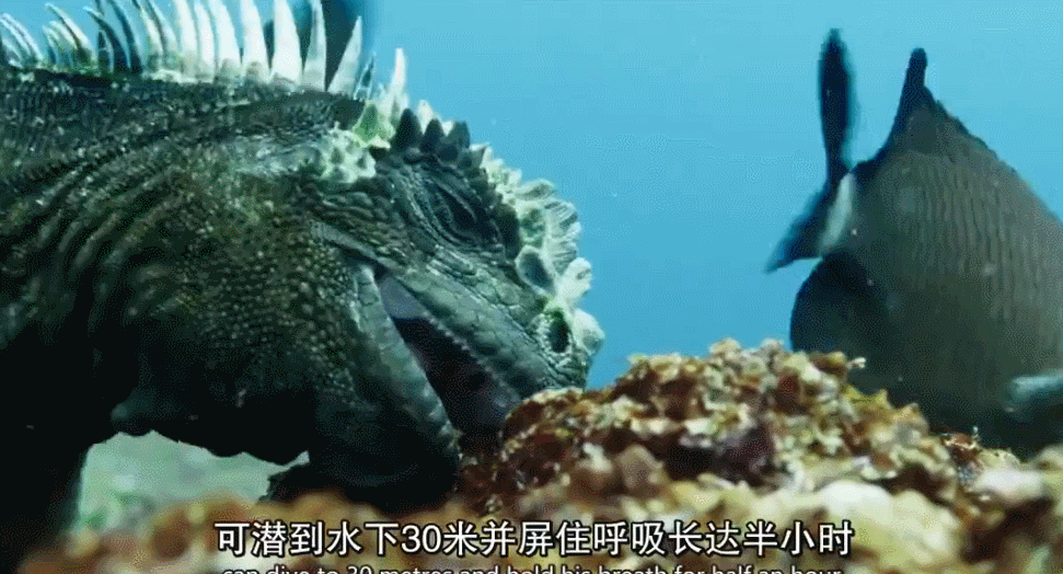 9.6，堪比BBC的科幻大片，拍出了不同的世界