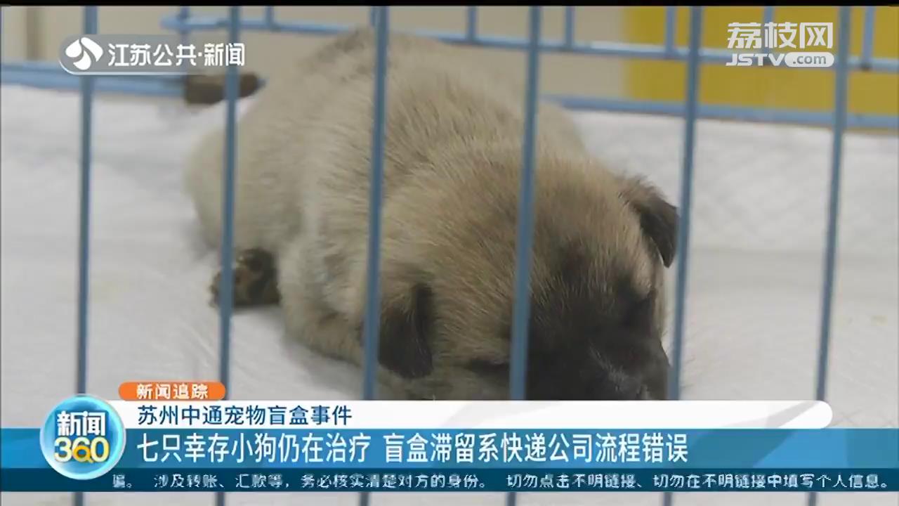 苏州宠物盲盒7只存活狗狗尚在治疗 中通快递承担医治费用