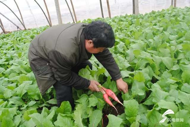 行情难测，蔬菜生意越来越难做，到底为什么啊