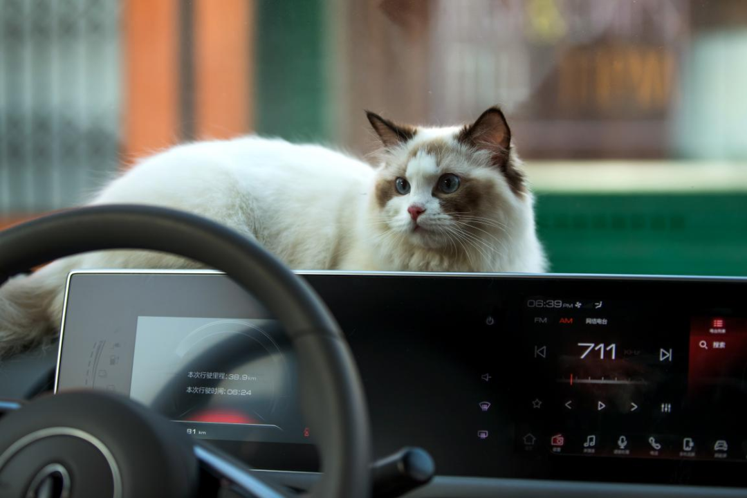 深耕“她”需求,闪电猫朋克猫以魔幻科技吃透“半边天”