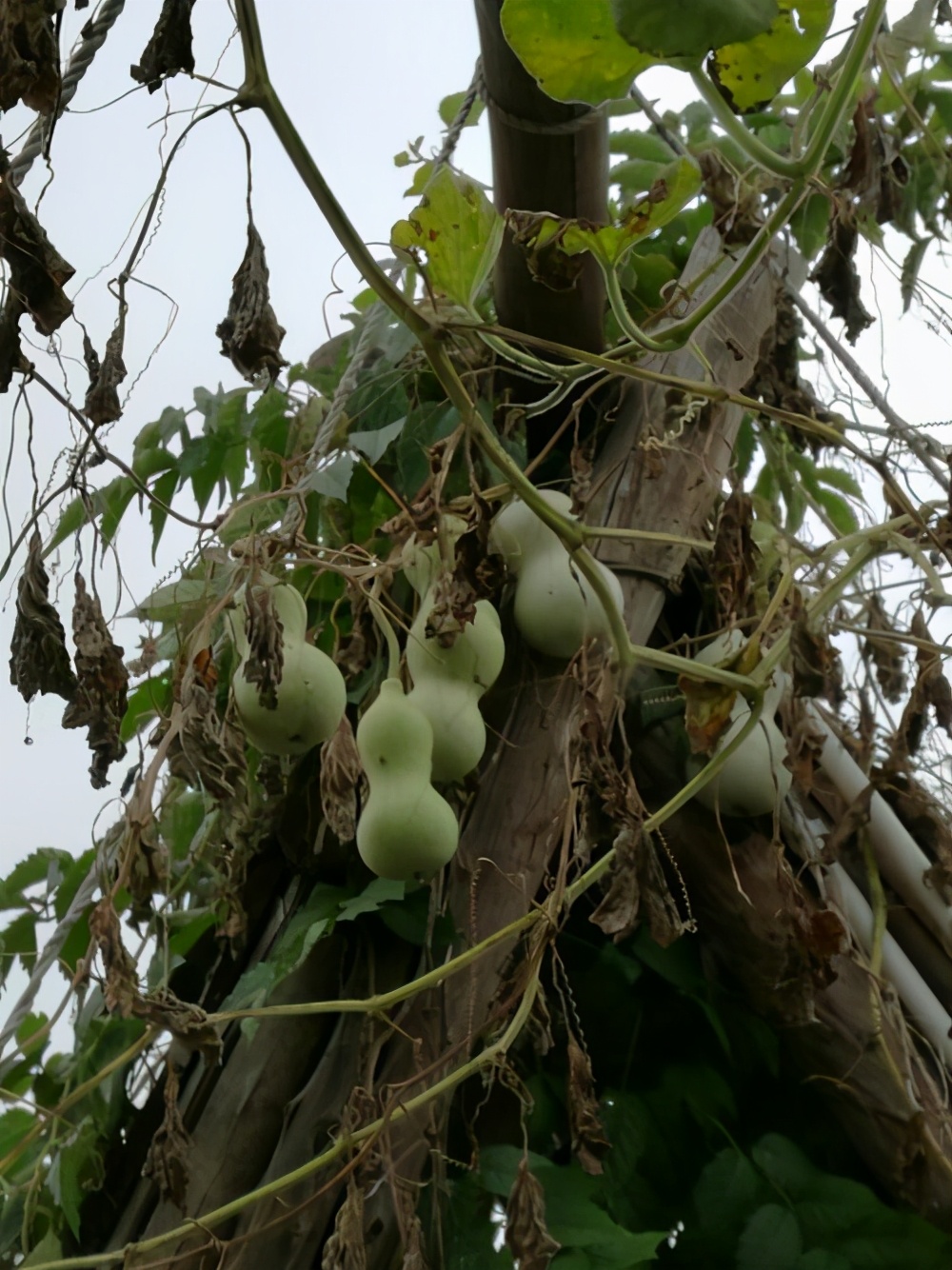 院子里給葫蘆騰出一塊空地，作用寓意都很好