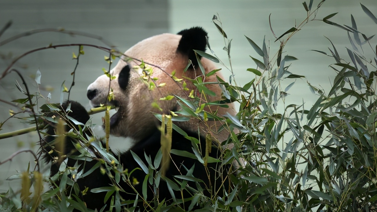 疫情下缺乏经费，英国动物园考虑“抛弃”大熊猫