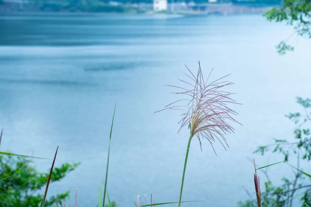 夏天最美的10个瞬间，就藏在这10首诗词里-第4张图片-诗句网