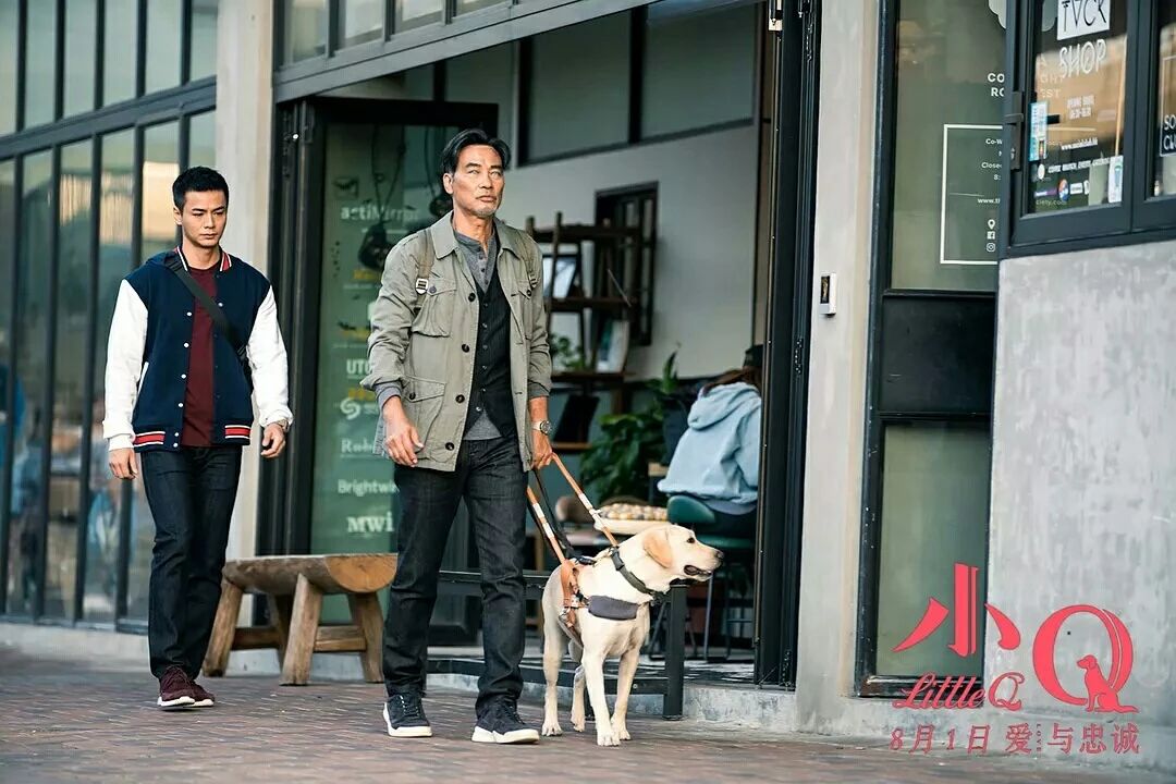 Touch 300 million people guide blind dog small Q, explain responsibility and faithful essence