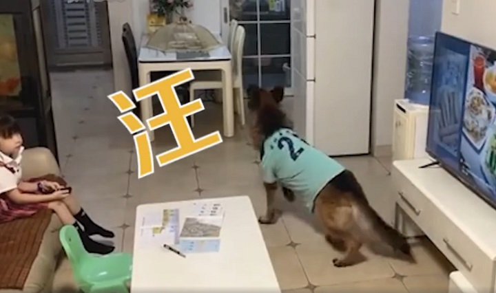 进门|狗子听到家长进门提醒女孩写作业 配合满分！