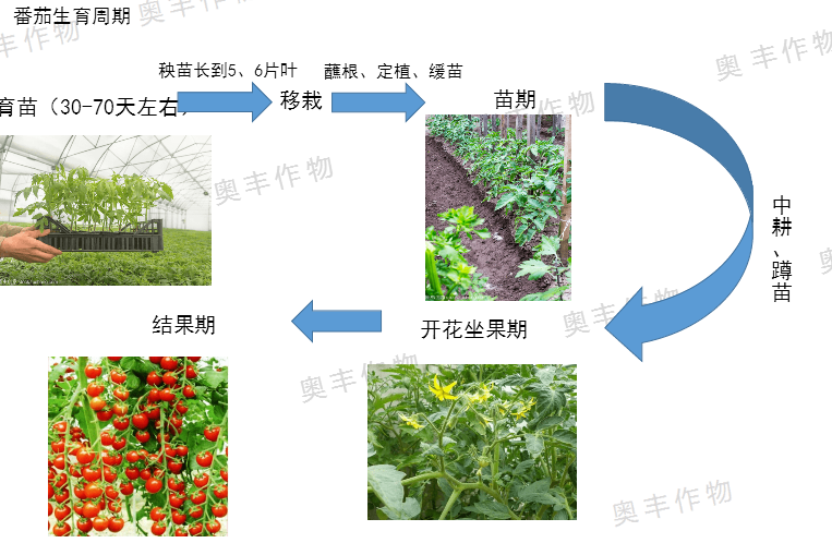 秋季番茄的定植方法与水肥管理